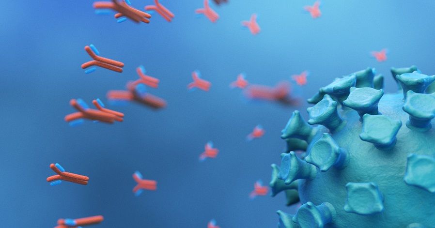 Anticuerpos que atacan al coronavirus