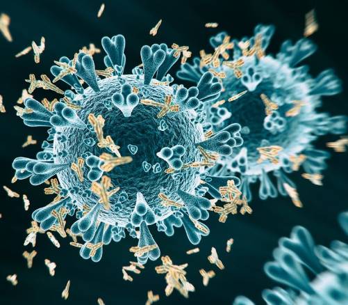 Los anticuerpos de Covid-19