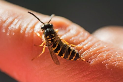 Avispa en el dedo