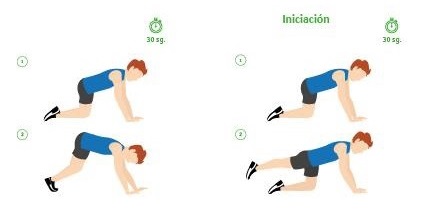 Bear crawl o paso del oso