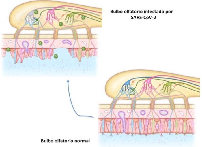Efectos de la Covid-19 en el olfato