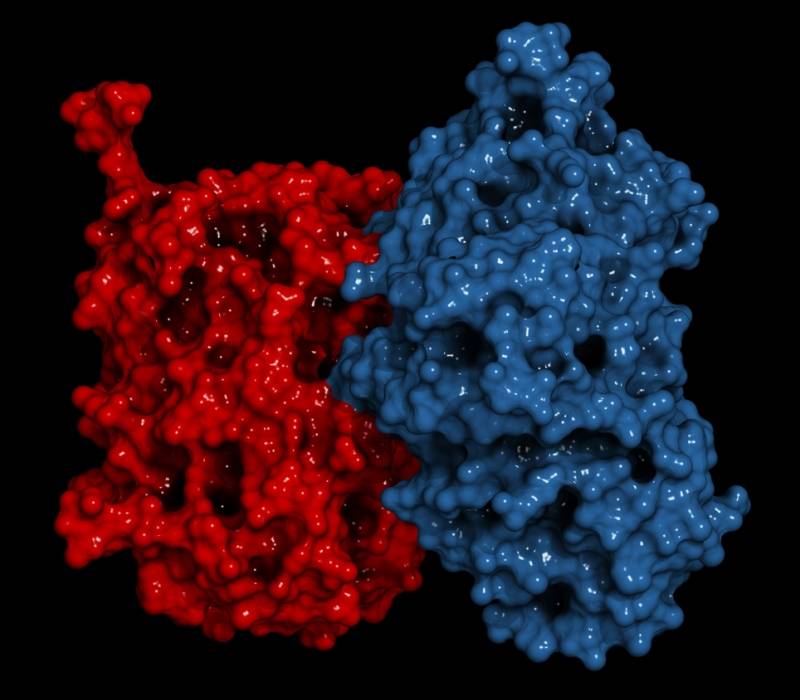 Enzima glucocerebrosidasa