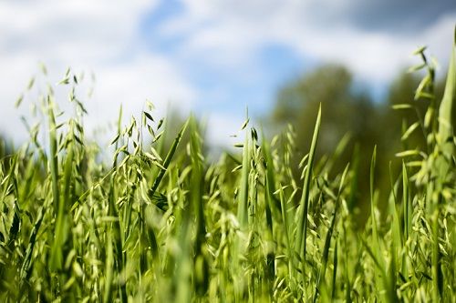 Gramíneas y la alergia a su polen