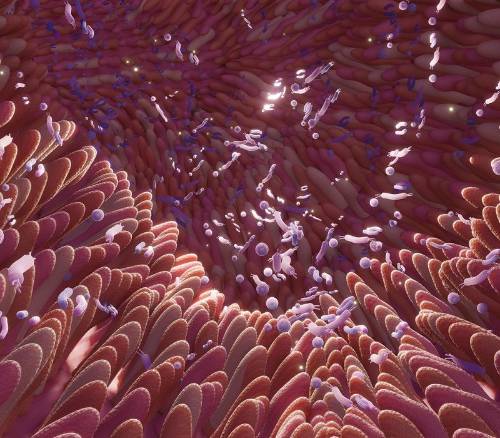 El efecto de la microbiota intestinal en el sueño, a debate