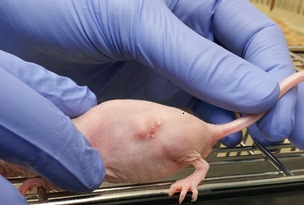 ratones-terapia-cancer