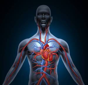 Sistema cardiovascular