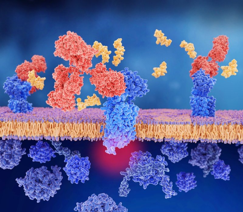Terapia de la migraña: peptido CGRP, en amarillo, enlazado a su receptor, en la izquierda. El anticuerpo monoclonal, en rojo, bloquea el receptor CGRP