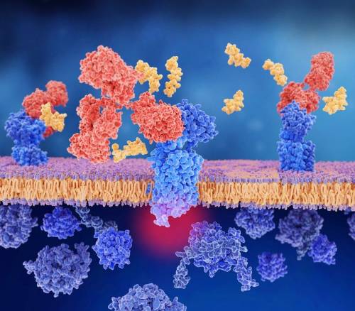 Terapia de la migraña: peptido CGRP, en amarillo, enlazado a su receptor, en la izquierda. El anticuerpo monoclonal, en rojo, bloquea el receptor CGRP