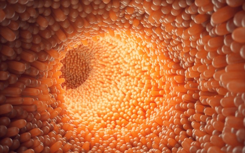 Vellosidades intestinales