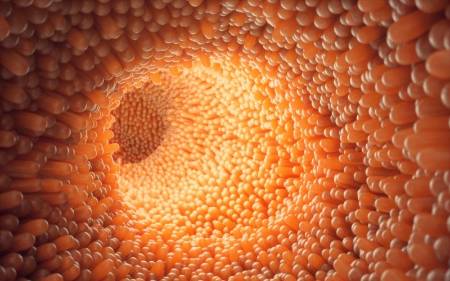 Vellosidades intestinales